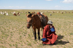 Goats live freely in the Mongolian wild steppes.