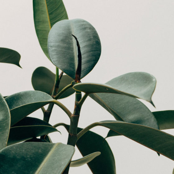 Les dangers du greenwashing Les dangers du greenwashing